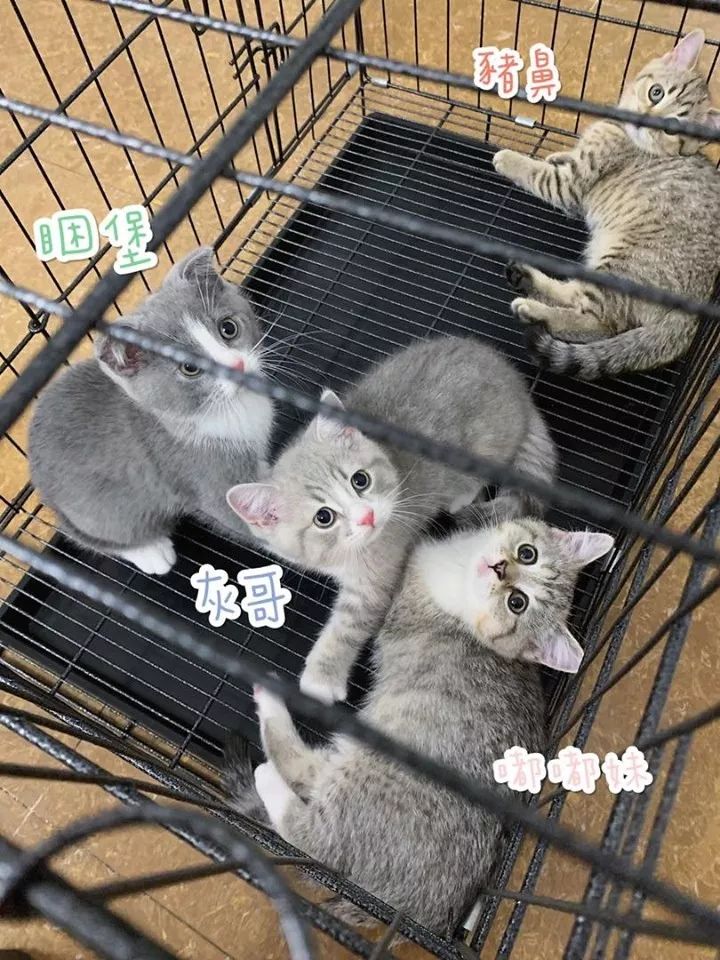 满月喵喵去打针,本来以为是条汉子来,没成想十秒后竟然...
