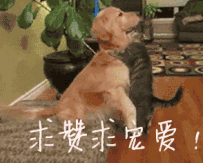 狗狗害怕洗澡?其实是你的方法错了,记住这4步,会让它爱上洗澡