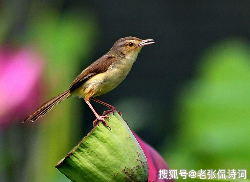最富诗意的题画诗,最后一句很精彩,一个字就让画面动了起来