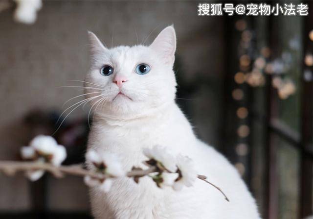 为什么越来越多的人嫌弃土猫?那是因为你吃了“没文化”的亏