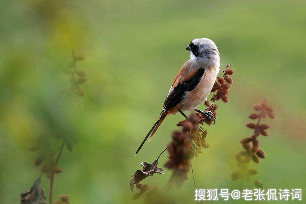 最富诗意的题画诗,最后一句很精彩,一个字就让画面动了起来