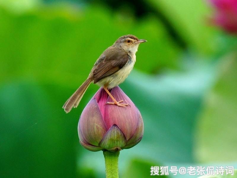 最富诗意的题画诗,最后一句很精彩,一个字就让画面动了起来