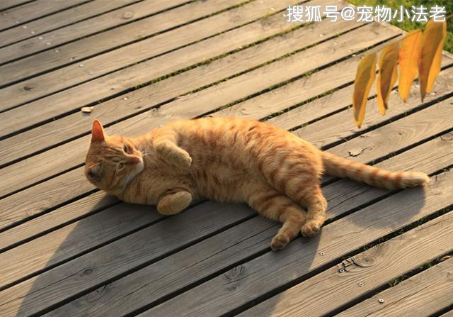 为什么越来越多的人嫌弃土猫?那是因为你吃了“没文化”的亏