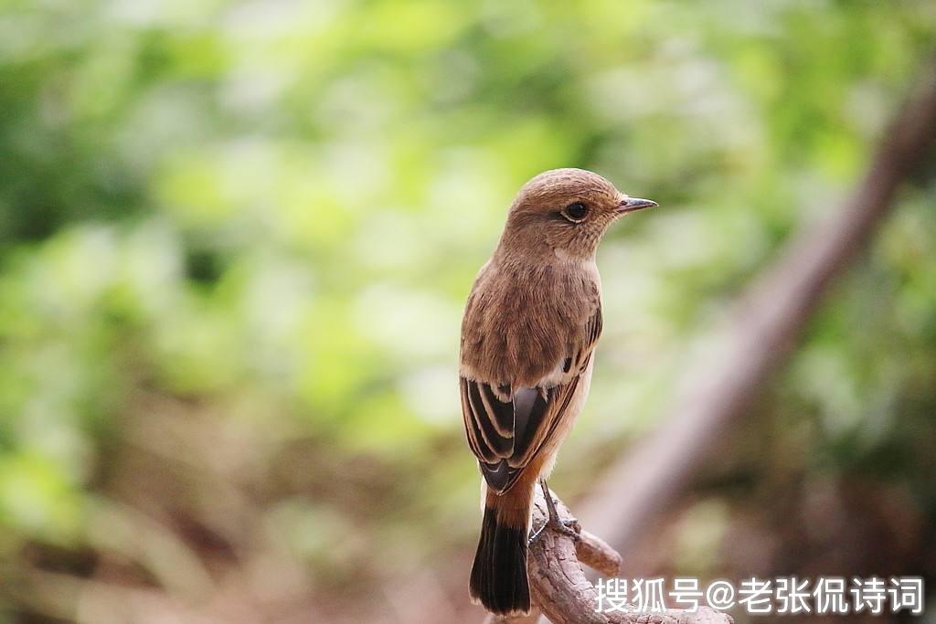 最富诗意的题画诗,最后一句很精彩,一个字就让画面动了起来