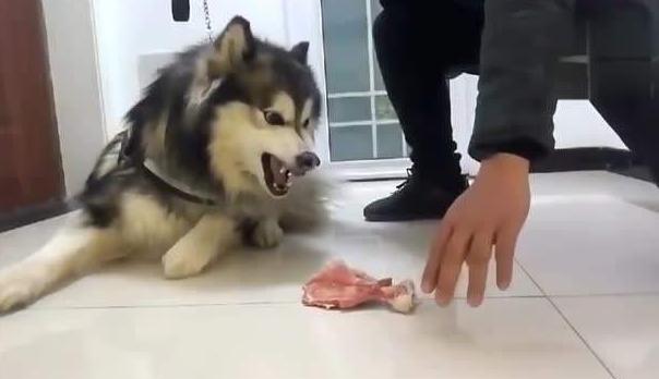 发现狗狗护食,要及时纠正这不良习惯,可以根据这5个步骤来
