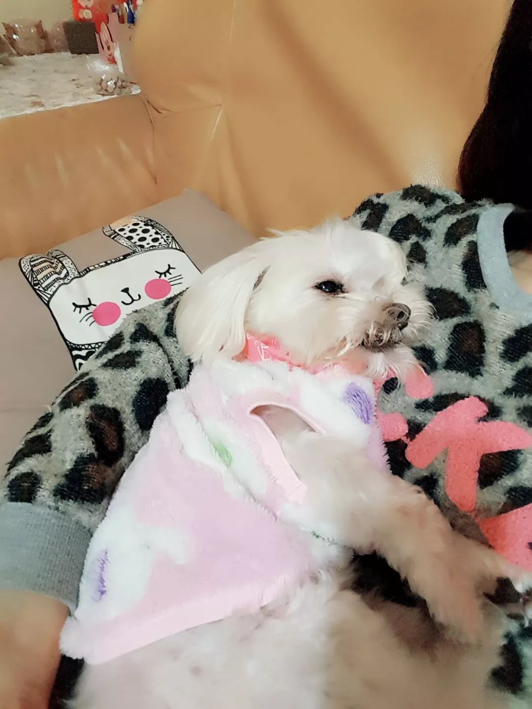 爱犬去世半年,本以为不再难过的她,看到这一幕瞬间泪奔……