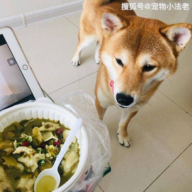 狗狗突然挑食是几个意思?不只是吃腻这么简单,有可能已经生病了