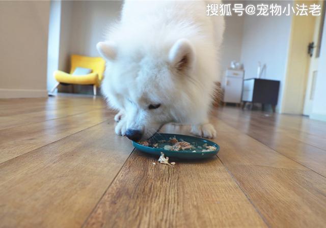 狗狗突然挑食是几个意思?不只是吃腻这么简单,有可能已经生病了