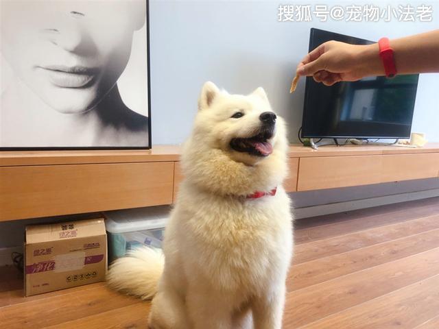 狗狗突然挑食是几个意思?不只是吃腻这么简单,有可能已经生病了