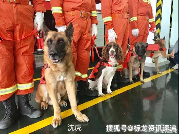 汶川地震最后一只搜救犬去世 曾救出15位地震幸存者