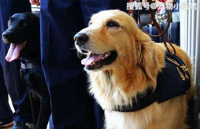 狗狗突然挑食是几个意思?不只是吃腻这么简单,有可能已经生病了