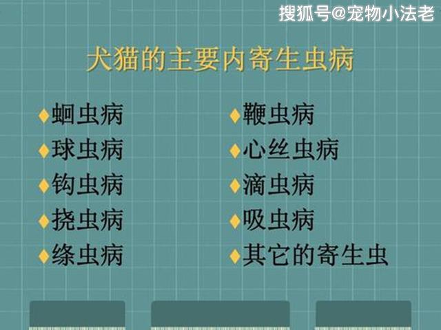 狗狗突然挑食是几个意思?不只是吃腻这么简单,有可能已经生病了