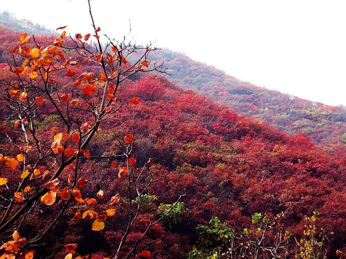 看红叶来祖山,它比香山美