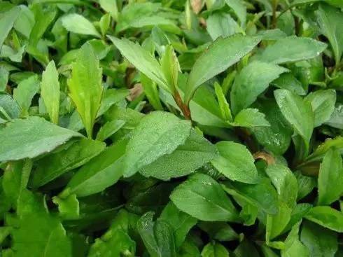 农村喂猪的野菜,竟能清热解毒,防癌抗癌,降血压,您认识吗?