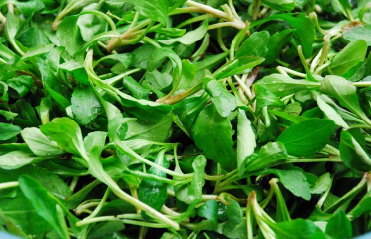 农村喂猪的野菜,竟能清热解毒,防癌抗癌,降血压,您认识吗?