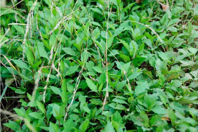农村喂猪的野菜,竟能清热解毒,防癌抗癌,降血压,您认识吗?
