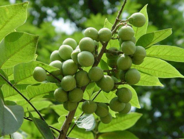山中一种“菩提树”,与佛教很有缘,果实搓搓能洗手,真有趣!