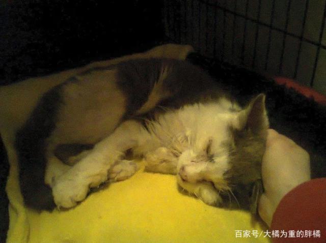 流浪猫在野外生活11年,病重之际被救助,最后乖乖的要做宠物猫