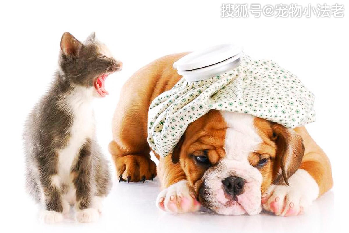 都说狗害怕猫,主要就是因为打不过它?其实是你被表象给误导了