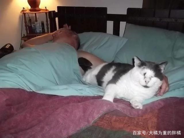流浪猫在野外生活11年,病重之际被救助,最后乖乖的要做宠物猫
