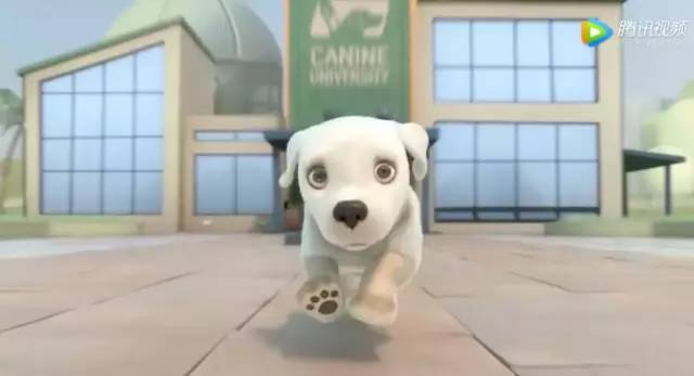 一只导盲犬的励志短片刷屏:这个世界,不会辜负那些真正热爱的人!