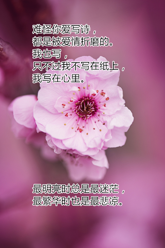 纪念林语堂诞辰124周年:他曾两次获诺贝尔文学奖提名