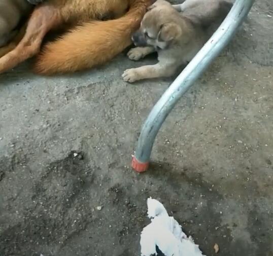小奶狗不在狗妈身边,独自躺一边自闭,往狗妈身上一看快笑喷了