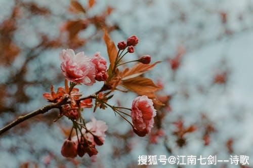 杨炼才是最值得获得诺贝尔文学奖的中国诗人