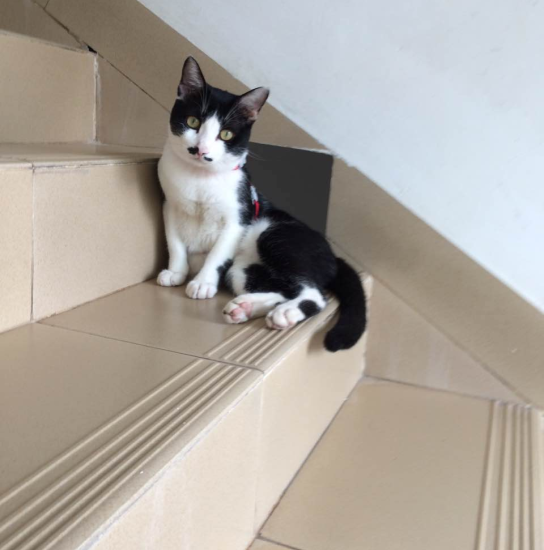 吾平的猫诗(九首