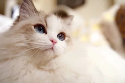 辟谣,猫咪挑食饿两三天就行