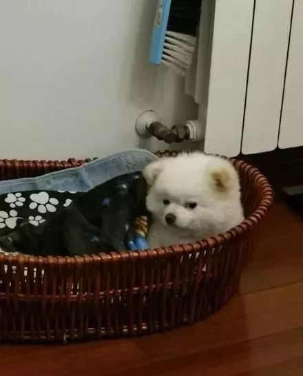 装死等狗救命,结果它开始吃我