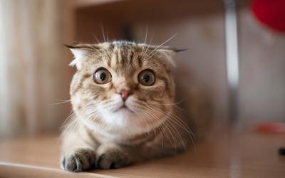 辟谣,猫咪挑食饿两三天就行