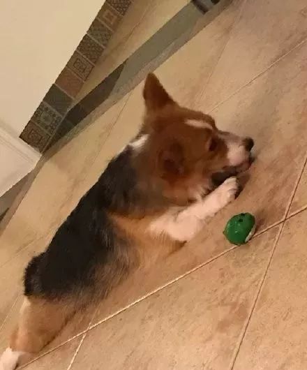 装死等狗救命,结果它开始吃我