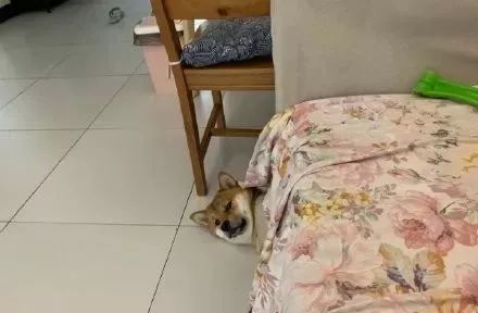 装死等狗救命,结果它开始吃我