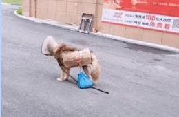 泪目:狗狗身上被留字“求收养”,拉着一袋狗粮四处游走