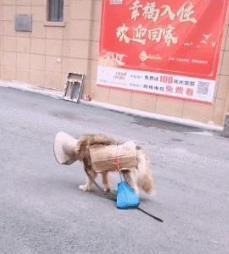 泪目:狗狗身上被留字“求收养”,拉着一袋狗粮四处游走