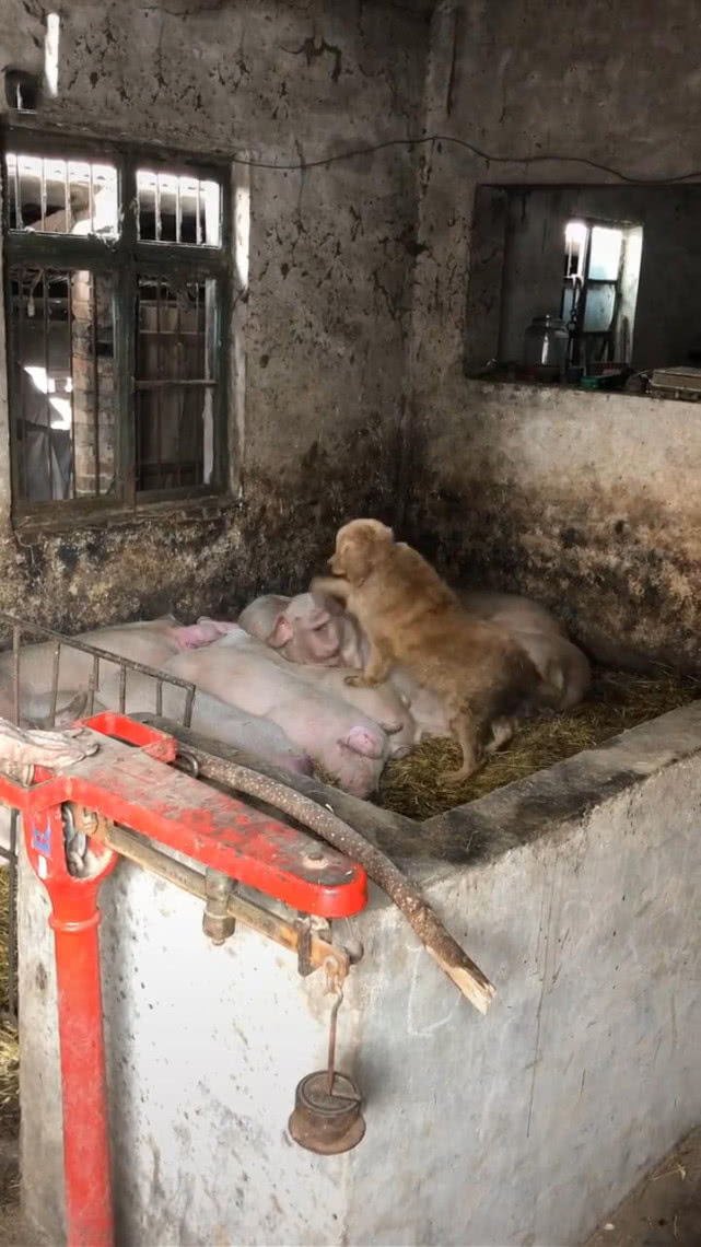 金毛趁主人不在跑进猪圈,男子听声过去后看到这幕,猪:你走开