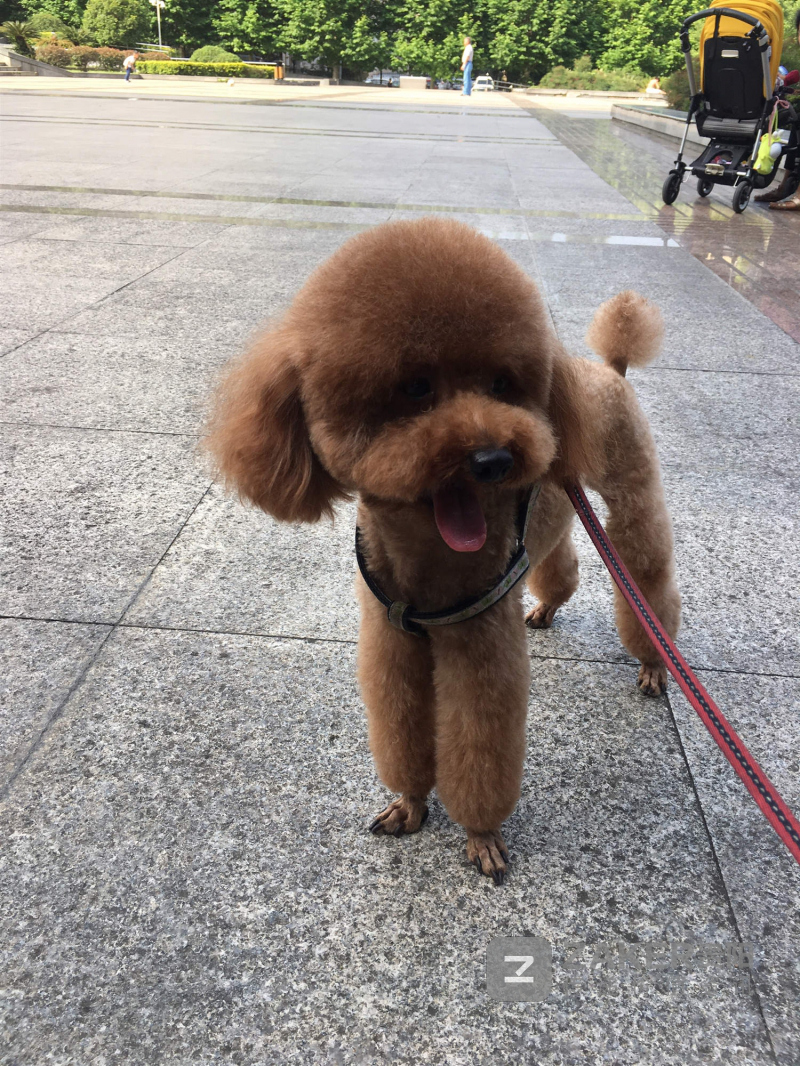 边牧不栓绳将泰迪肺部咬一个洞 送医后边牧主人一去不返