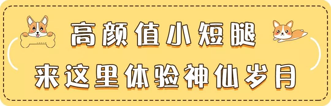 深圳高空下午茶,藏着6只小短腿『柯基』!