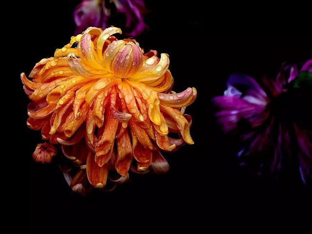 诗词丨秋日赏菊,30幅菊花图,30句菊花诗,美到心醉!