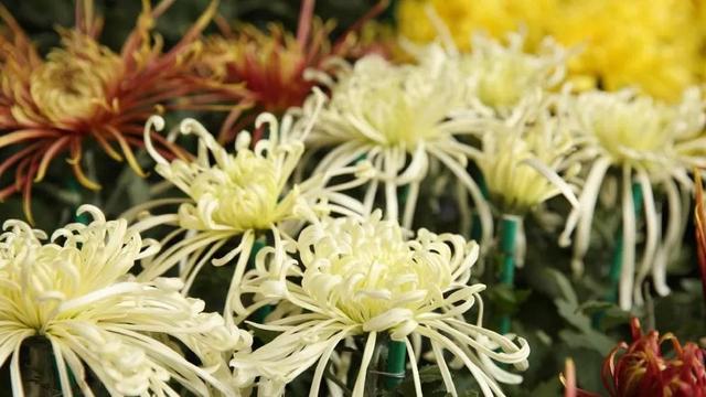 诗词丨秋日赏菊,30幅菊花图,30句菊花诗,美到心醉!