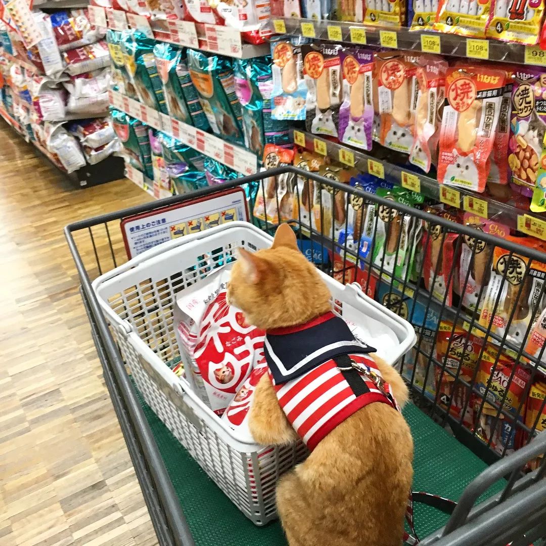 这只爱逛超市的橘猫,认真挑选商品的模样也太萌了!
