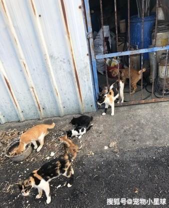 为何反对用饭菜喂流浪猫,幼猫在路边干咳呕吐,因为吃厨余卡鱼骨