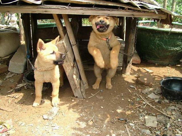 这5种狗狗不适合警犬,原因是太“聪明”