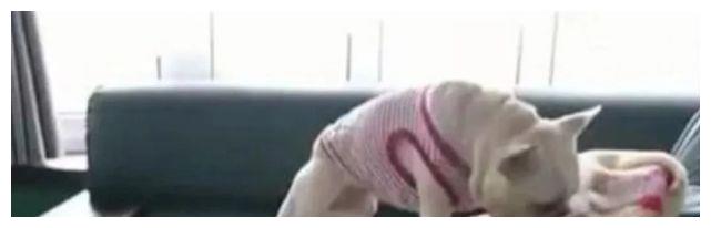 为让主人睡得舒服,狗狗甘愿把私物奉献出来,主人瞬间被暖到了