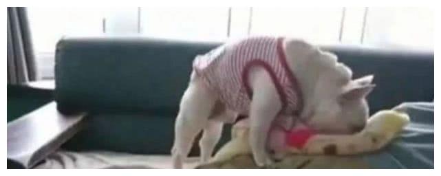 为让主人睡得舒服,狗狗甘愿把私物奉献出来,主人瞬间被暖到了