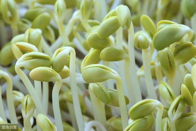 绿豆芽炒榨菜
