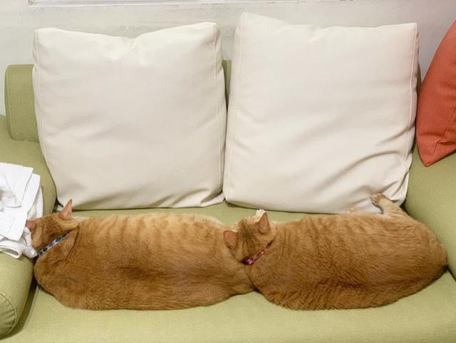 橘猫兄妹天生一副易胖体质,吃得不多却胖成猪,加起来足足40斤