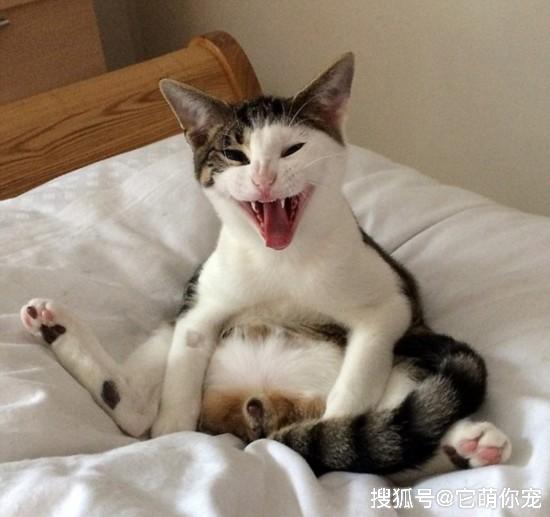 对于猫咪的这个问题你够上心吗?这些问题不得不看
