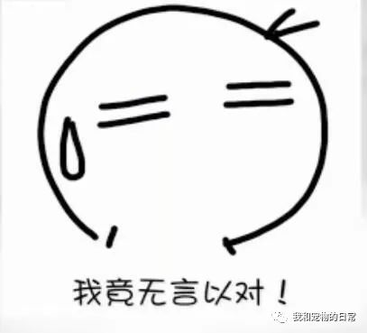 喵星人街头卖艺比人多赚好几倍,一个原因让路人纷纷围观打赏!